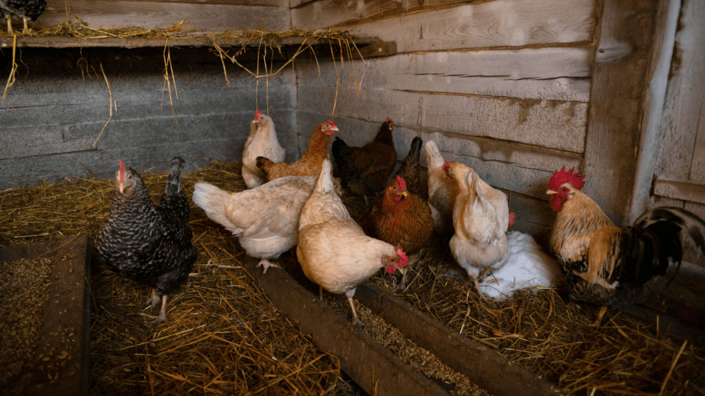 Kleinen Hühnerstall kaufen: Huehner verschiedener Rassen picken Futter im Stall auf einer Strohschicht.