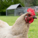 Huhn im Garten halten – 7 goldene Regeln für Anfänger