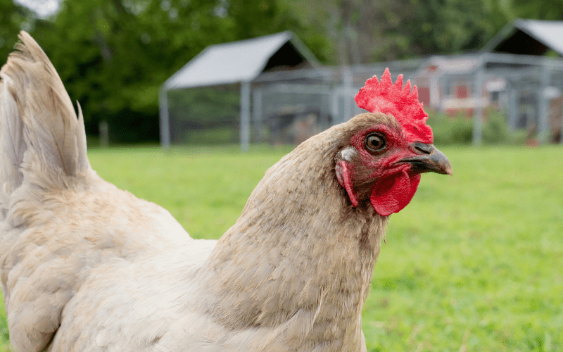 Read more about the article Huhn im Garten halten – 7 goldene Regeln für Anfänger